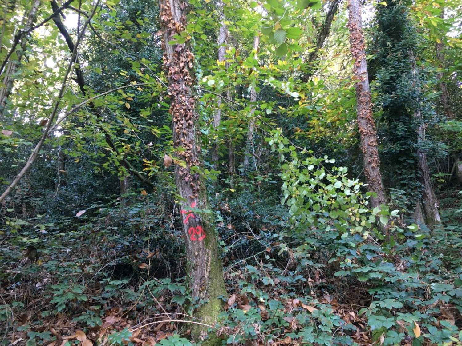 Abattage arbre Vallée Oudon_28 10 21_AVC